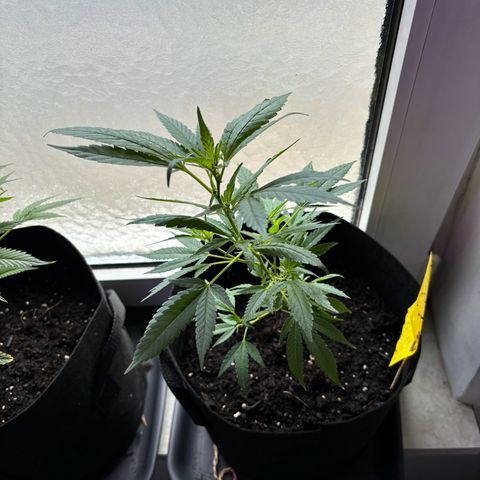 Super Lemon Haze growlog timeline photo