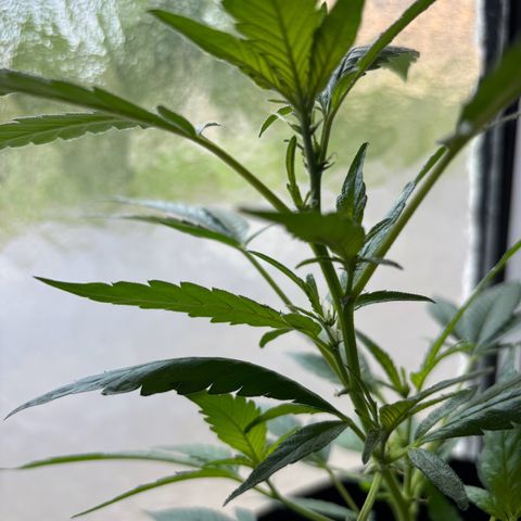 Super Lemon Haze growlog timeline photo