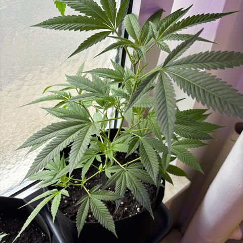 Wappa growlog timeline photo
