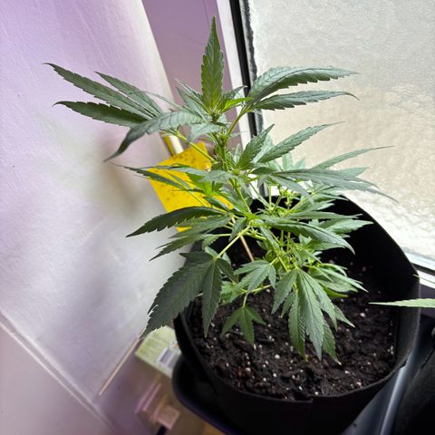 Super Lemon Haze growlog timeline photo