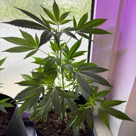 Wappa growlog timeline photo