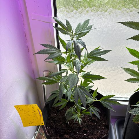 Super Lemon Haze growlog timeline photo