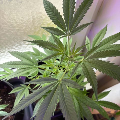 Wappa growlog timeline photo