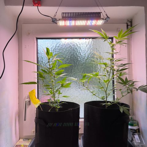 Wappa growlog timeline photo