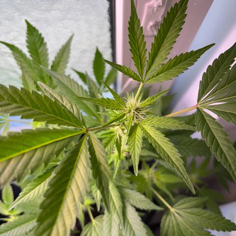Wappa growlog timeline photo