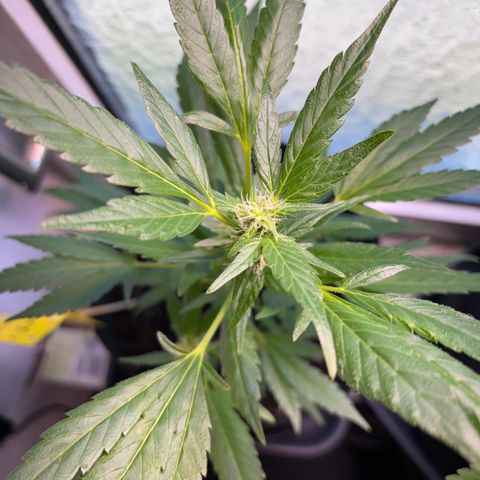 Super Lemon Haze growlog timeline photo