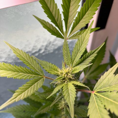 Wappa growlog timeline photo