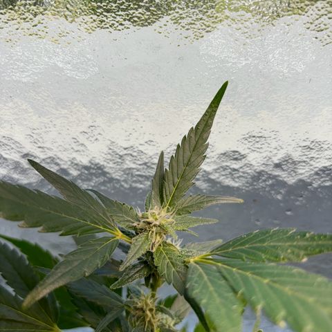Super Lemon Haze growlog timeline photo