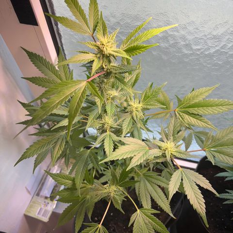 Wappa growlog timeline photo
