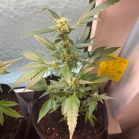 Super Lemon Haze growlog timeline photo