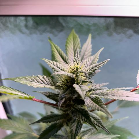 Wappa growlog timeline photo