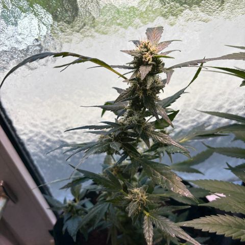 Super Lemon Haze growlog timeline photo