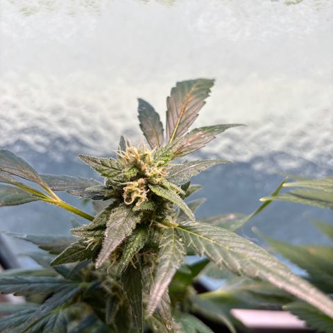 Super Lemon Haze growlog timeline photo