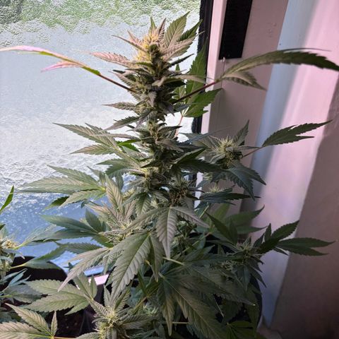 Wappa growlog timeline photo