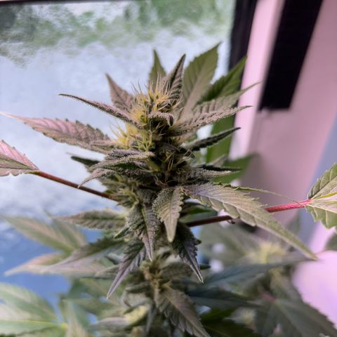 Wappa growlog timeline photo