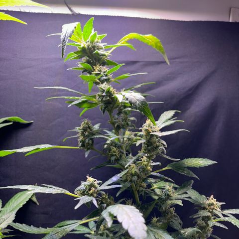 Super Lemon Haze growlog timeline photo