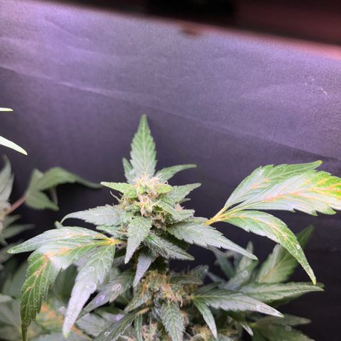 Super Lemon Haze growlog timeline photo