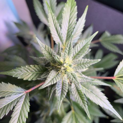 Wappa growlog timeline photo