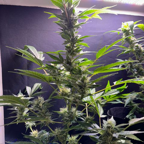 Wappa growlog timeline photo