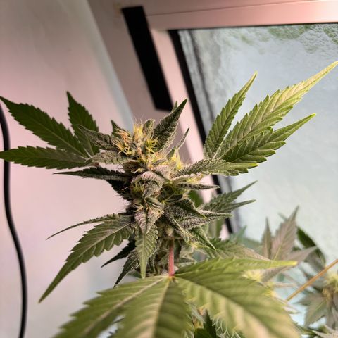 Wappa growlog timeline photo
