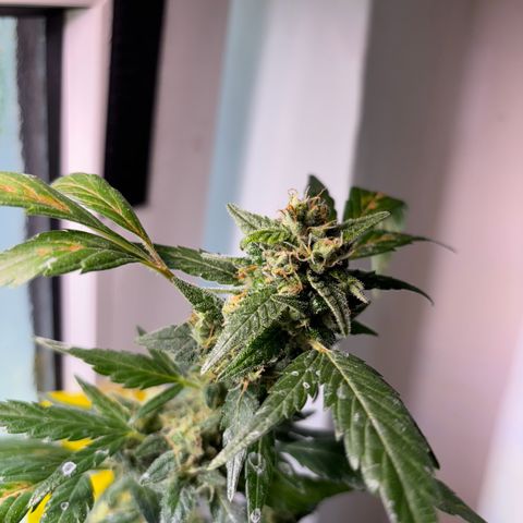 Super Lemon Haze growlog timeline photo