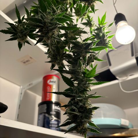 Wappa growlog timeline photo