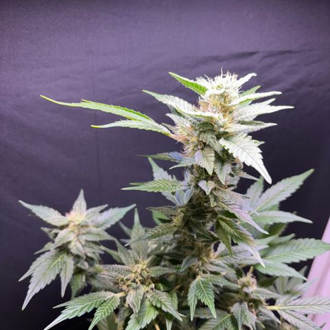 Wappa growlog timeline photo