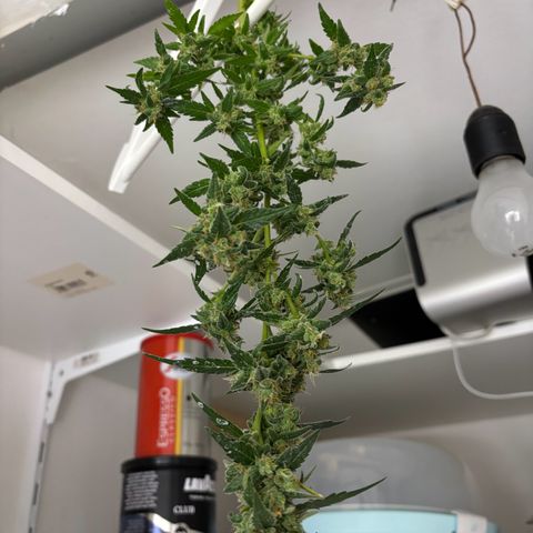 Super Lemon Haze growlog timeline photo