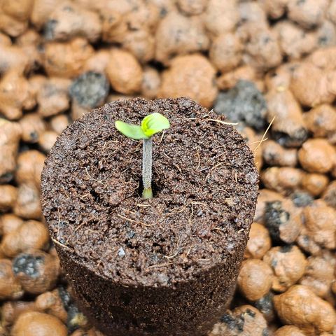 Green Gelato Automatic growlog timeline photo