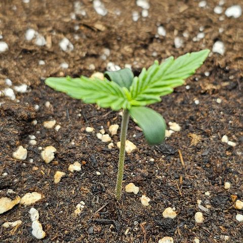 Green Gelato Automatic growlog timeline photo
