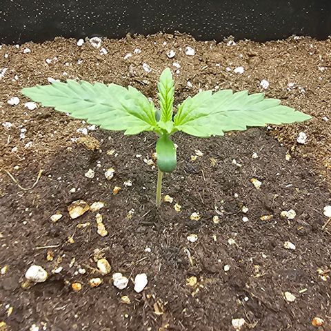 Green Gelato Automatic growlog timeline photo