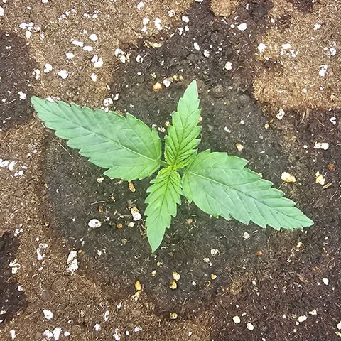 Green Gelato Automatic growlog timeline photo