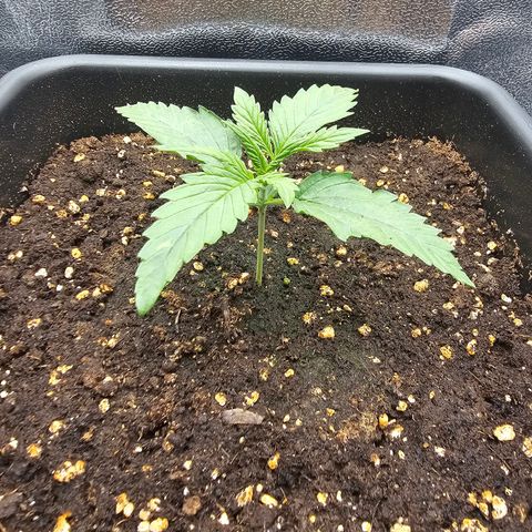 Green Gelato Automatic growlog timeline photo