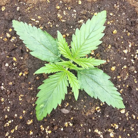 Green Gelato Automatic growlog timeline photo