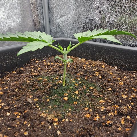 Green Gelato Automatic growlog photo: Photos from before mainline lost due to app restart. 
