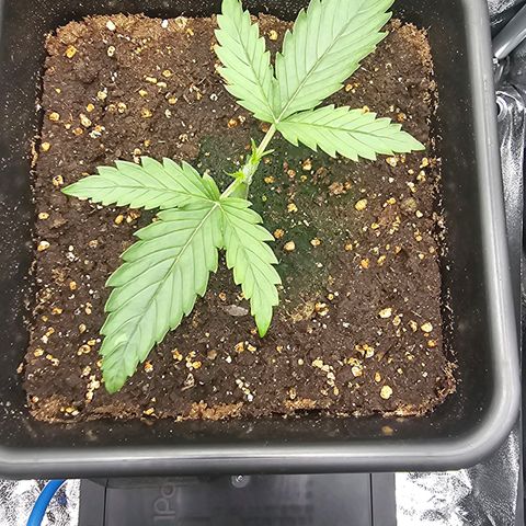 Green Gelato Automatic growlog photo: Photos from before mainline lost due to app restart. 