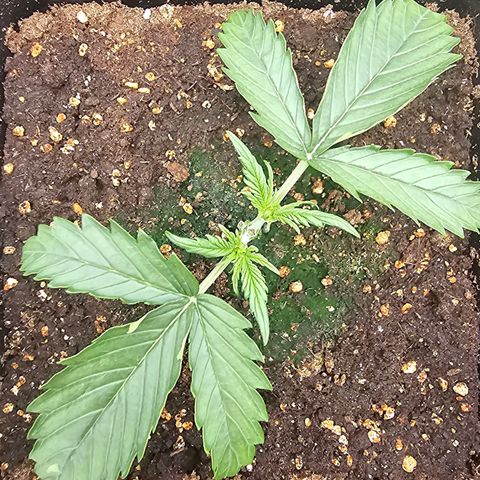Green Gelato Automatic growlog timeline photo