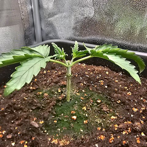 Green Gelato Automatic growlog timeline photo