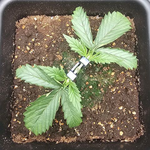 Green Gelato Automatic growlog timeline photo