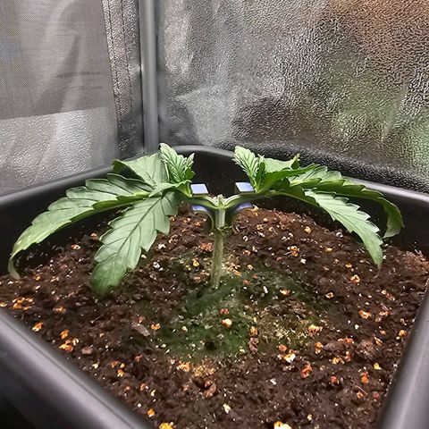 Green Gelato Automatic growlog timeline photo
