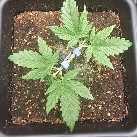 Green Gelato Automatic growlog timeline photo