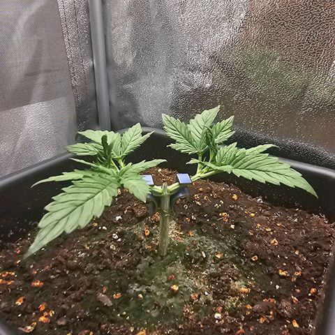 Green Gelato Automatic growlog timeline photo