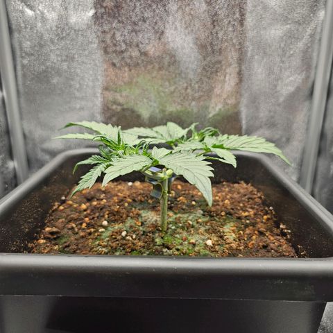 Green Gelato Automatic growlog timeline photo