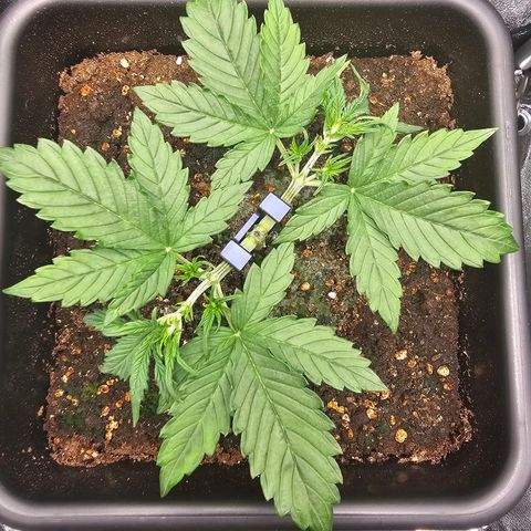 Green Gelato Automatic growlog timeline photo