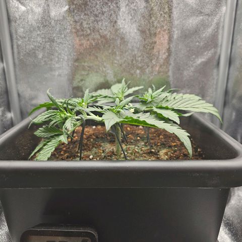 Green Gelato Automatic growlog timeline photo