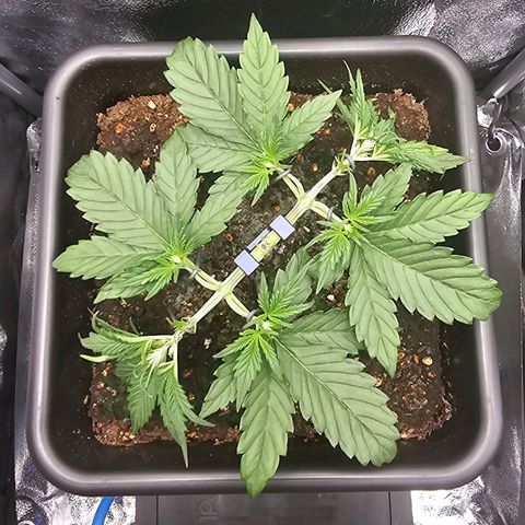 Green Gelato Automatic growlog timeline photo