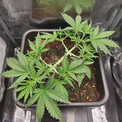 Green Gelato Automatic growlog timeline photo