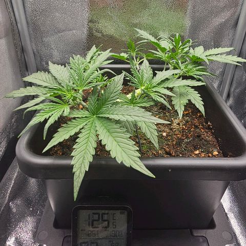 Green Gelato Automatic growlog timeline photo