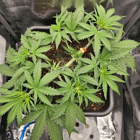 Green Gelato Automatic growlog timeline photo