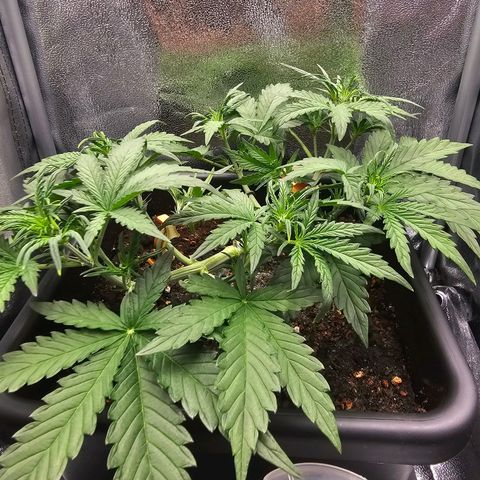 Green Gelato Automatic growlog timeline photo